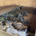 Rodent Control In Rocklin, CA: How Wildlife Removal Services Can Save The Day