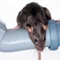 How Rodent Control Services Can Save You Money In The Long Run: A Las Vegas Perspective